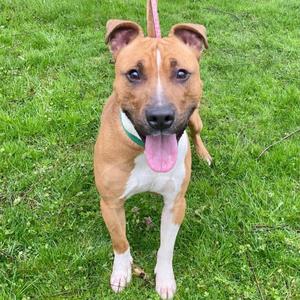 Jacko, Terrier, American Pit Bull, senior, available for adoption