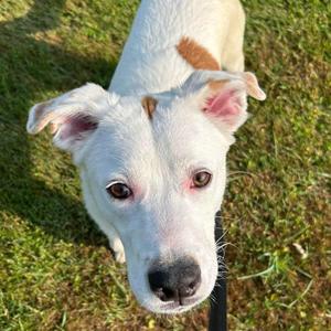 Dudley, Retriever, Labrador, senior, available for adoption