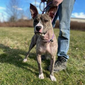 Oliver, Terrier, Pit Bull, adult, available for adoption