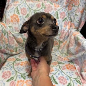 Bing, Chihuahua, senior, available for adoption