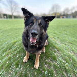 Lazerath, Shepherd, German, senior, available for adoption