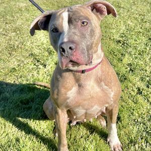 Autumn, Terrier, Pit Bull, adult, available for adoption