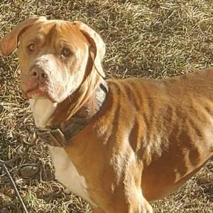 A medium shot of a brown pit bull dog with a camouflage collar.