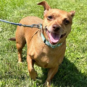 Buddy, Dachshund, senior, available for adoption
