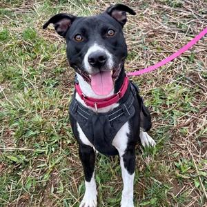 Spice, Terrier, American Pit Bull, senior, available for adoption