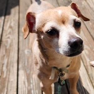 BUDDY, Chihuahua, Short Coat, senior, available for adoption