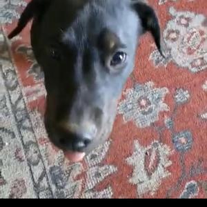 jet, Mixed Breed (Medium), adult, available for adoption