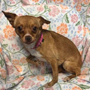 Penny B, Mixed Breed (Small), adult, available for adoption