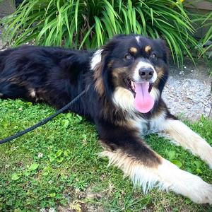 Yoshi, Shepherd, Australian, senior, available for adoption
