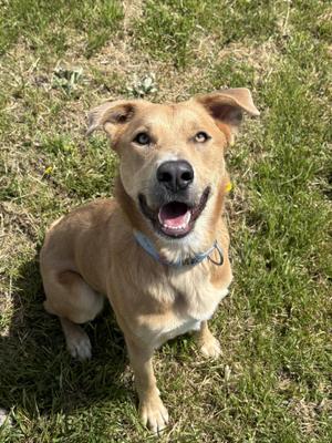Henry, Yellow Labrador Retriever, adult, available for adoption