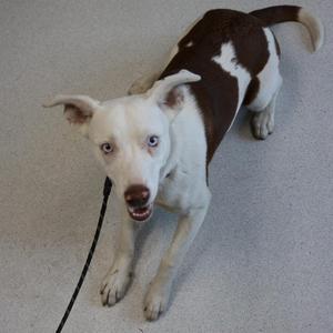 A white and brown dog with blue eyes standing on a carpeted floor, wearing a black leash.