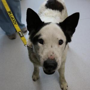 Buddy, Australian Cattle Dog / Blue Heeler, senior, available for adoption