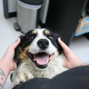 Max, Australian Shepherd, adult, available for adoption