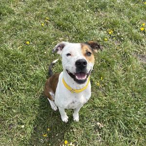 A happy-looking dog with white and brown fur, wearing a yellow collar, sitting on a grassy lawn.