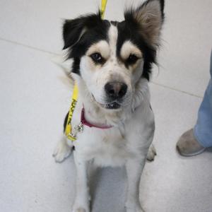A black and white dog with a yellow leash and a pink collar, sitting on a white floor.