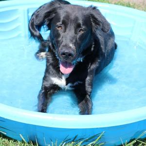 Juniper, Australian Shepherd / Border Collie, adult, available for adoption