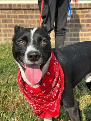 Cuz, 31 Flavors Mixes, adult, available for adoption
