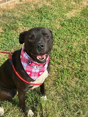 Chica, Pit Bull Terrier, adult, available for adoption