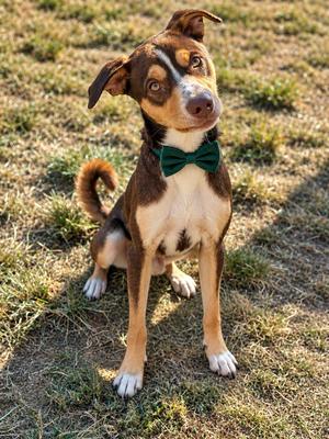 Boomer, 31 Flavors Mixes, available for adoption