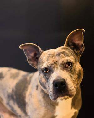 A close-up of a pit bull terrier with a brindle coat, looking directly at the camera against a dark background.