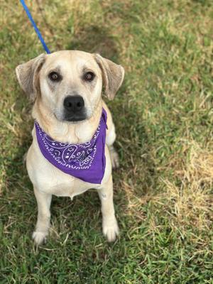 A light-colored dog wearing a purple bandana, sitting on grass.