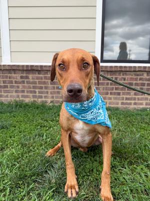 Caramel, Doberman Pinscher, adult, available for adoption