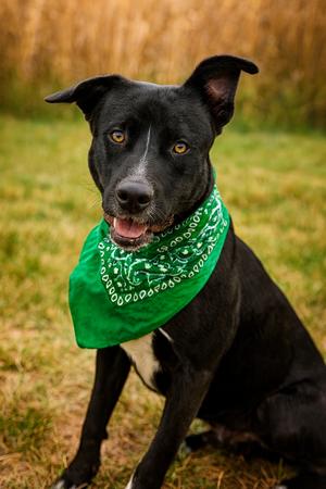 Chorizo, Pit Bull Terrier, available for adoption