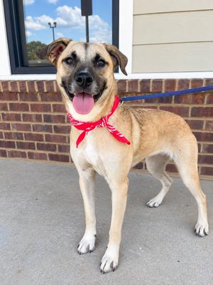 Dexter, 31 Flavors Mixes, young, available for adoption