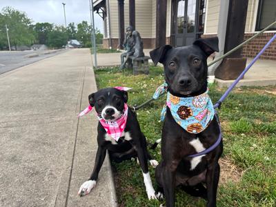 Gadget, 31 Flavors Mixes, adult, available for adoption