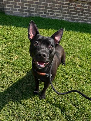 Brentley Audi, Pit Bull Terrier, young, available for adoption