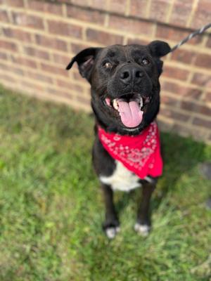 Cameron, Labrador Retriever, adult, available for adoption