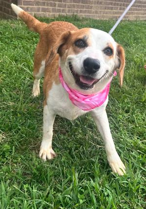 Eva, 31 Flavors Mixes, adult, available for adoption