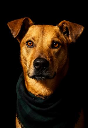 Bentley Cole, Carolina Dog, adult, available for adoption