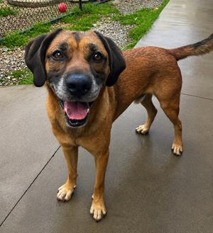 Dean, Hound (Unknown Type), adult, available for adoption