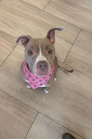 A tan and white pit bull mix dog wearing a pink bandana with grey polka dots, sitting on a tiled floor and looking up at the camera.