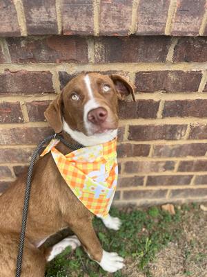 A brown dog with white markings on its face and chest, wearing an orange and yellow checkered bandana with white bunnies and carrots, sits in front of a brick wall.