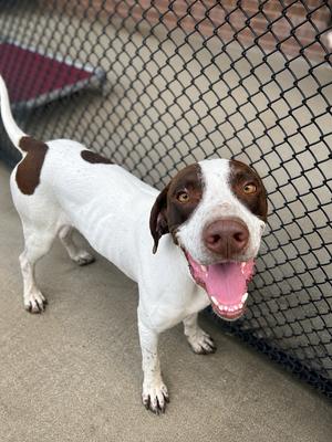 Falcon, English Pointer, adult, available for adoption