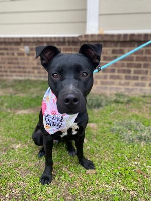 Dolly, Pit Bull Terrier, young, available for adoption