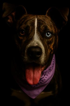 A dog with heterochromia wearing a purple bandana, with a black background