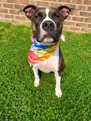 Beans, Pit Bull Terrier, adult, available for adoption