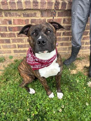 Draco, Pit Bull Terrier, adult, available for adoption