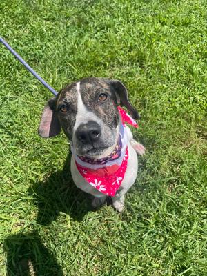 Frida - Dolly, Basset Hound, young, available for adoption