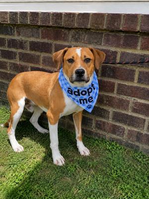 Braxton, 31 Flavors Mixes, young, available for adoption