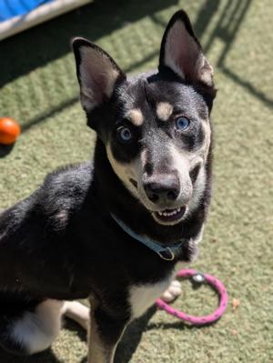 Leo, Husky, adult, available for adoption