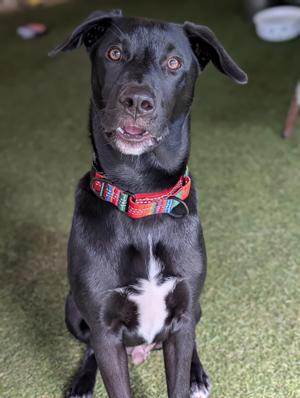 A black dog with a white patch on its chest, wearing a red collar, sitting on a green carpet.