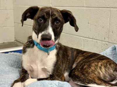 Fred, Mixed Breed, adult, available for adoption