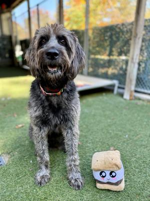 Mowgli, Goldendoodle / Poodle, adult, available for adoption