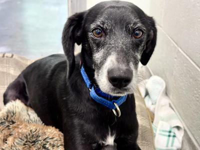 Luther, Mixed Breed, adult, available for adoption