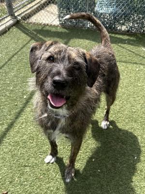 Mandy, Australian Cattle Dog / Blue Heeler / Labrador Retriever, adult, available for adoption
