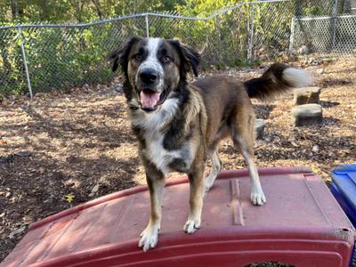 Max, Anatolian Shepherd, adult, available for adoption